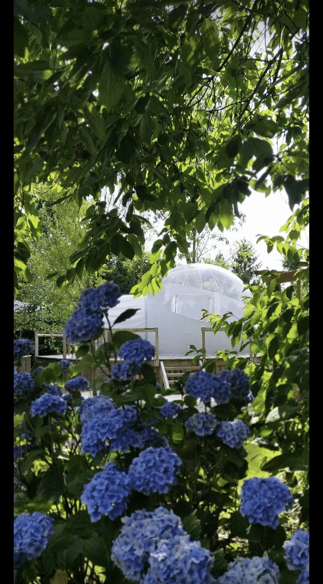 Tente bulle transparente sur plateforme en bois, entourée de feuillage vert luxuriant et de fleurs d'hortensia bleues vives au premier plan.